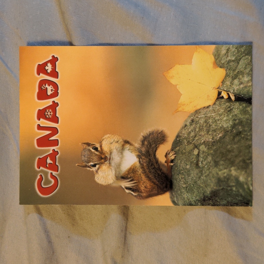 Canada Squirrel Postcard 3 for $10